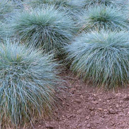 Blue Fescue Ornamental Grasses Pot Grown. For seasonal/pre-order availability and pricing, call 0330 236 7330.