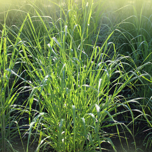 Blue Fountain Switchgrass Ornamental Grasses Pot Grown 5L  (x40) Multi-deal