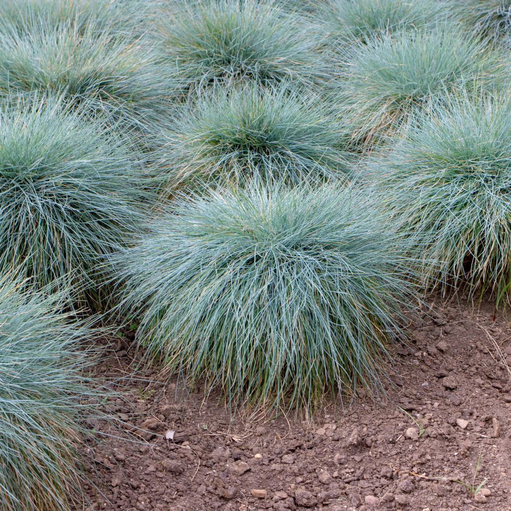 //everythingplants.co.uk/cdn/shop/files/xBlueGreenGrasses1_7621d914-7ede-4d3c-82b7-570b1c25f0cf.png?v=1755016668