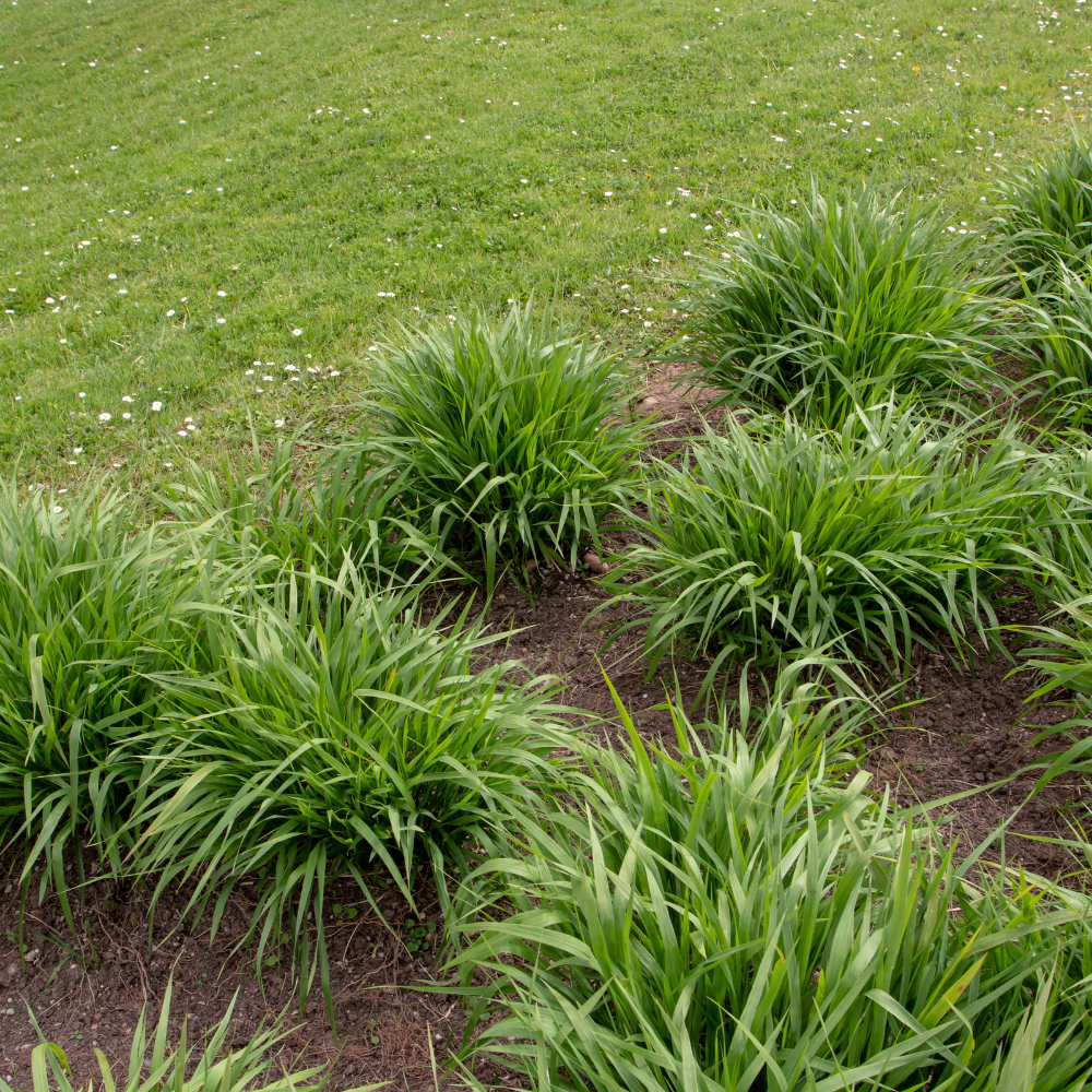 //everythingplants.co.uk/cdn/shop/files/xBlueMoorGrasses1_98504f6a-e788-4293-96fa-78917dcc8c09.png?v=1755016621