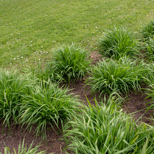 Blue Moor Ornamental Grasses Pot Grown 5L
