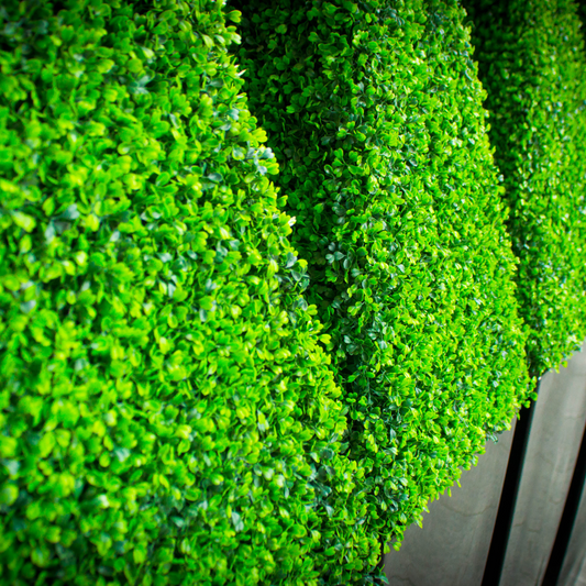 Box Buxus Cone Topiary Pot Grown 10L 60/70 (x14) Multi-deal