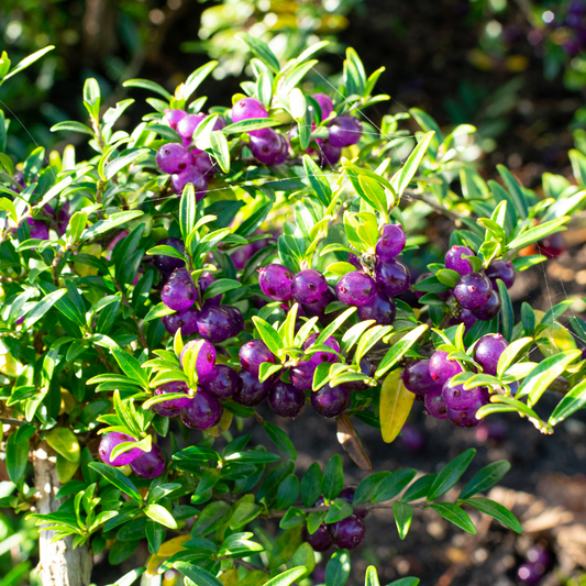 Lonicera Hedge (Box-leaved Honey Suckle) Pot Grown 5L 40/60cm (x40) Multi-deal