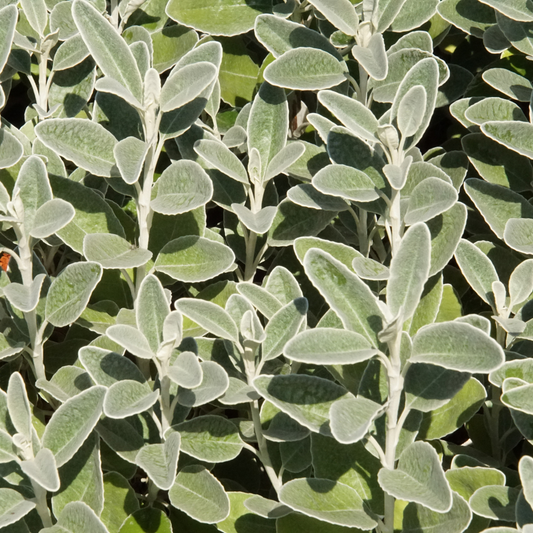 Brachyglottis Pot Grown 2L 20/40cm