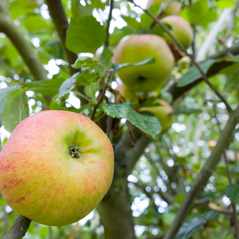 //everythingplants.co.uk/cdn/shop/files/xBramleysSeedlingAppleTree1_845bd93e-83ed-48f5-aa71-fd37ffe2939b.png?v=1755016498