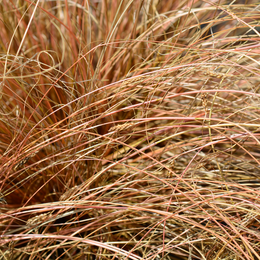 Bronze New Zealand Sedge Ornamental Grasses Pot Grown 2L  (x50) Multi-deal