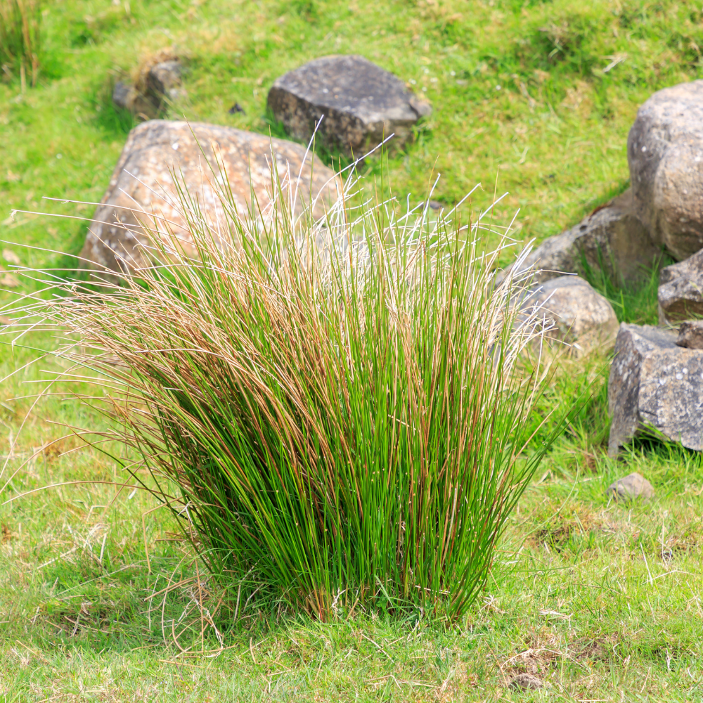 //everythingplants.co.uk/cdn/shop/files/xBronzeVeilTuftedHairGrass1_30c721c2-48fc-4899-b125-18ae84e3e155.png?v=1756826092