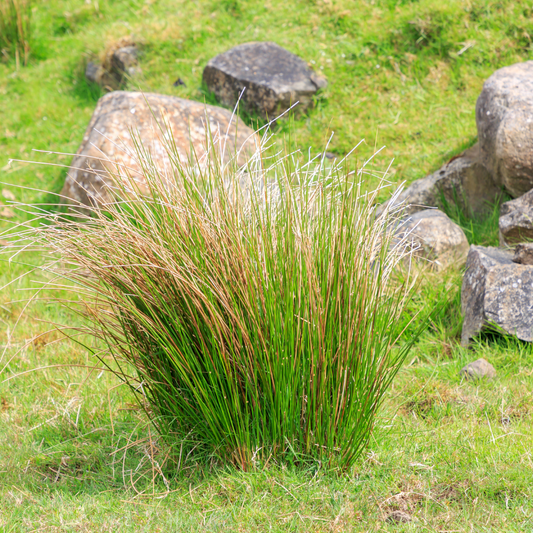 Bronze veil Tufted Hair Ornamental Grasses Pot Grown 2L