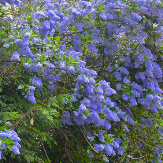 Californian Lilac Pot Grown 5L 40/60cm