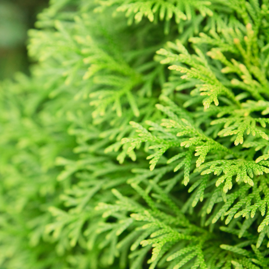 Castlewellan Gold Spiral Cypress Italian Plants Pot Grown 35L 250/275