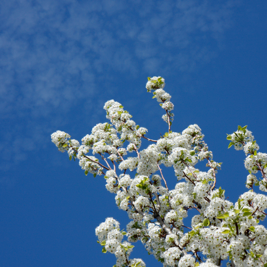 Chanticleer Pear Ornamental Tree Bare root 150/175cm (Pre-order for Nov 2025)