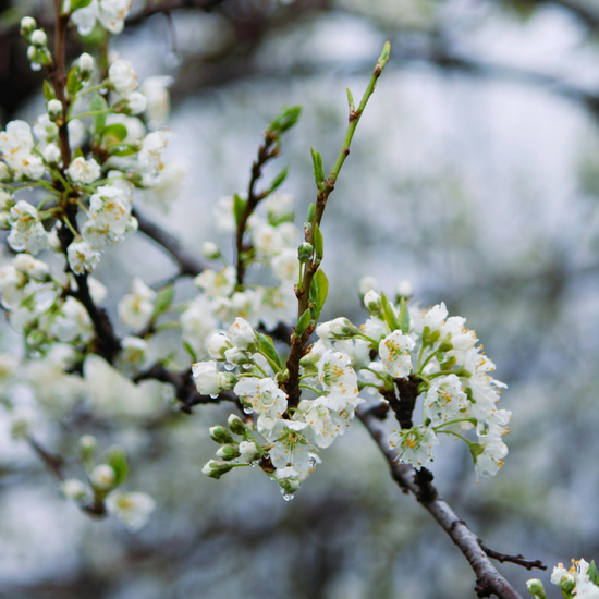 Chantaclear Tree Chanticleer Pear Tree (Pyrus Calleryana) | Everything Plants