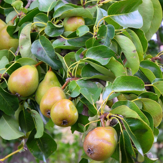 Chantaclear Tree Chanticleer Pear Tree (Pyrus Calleryana) | Everything Plants