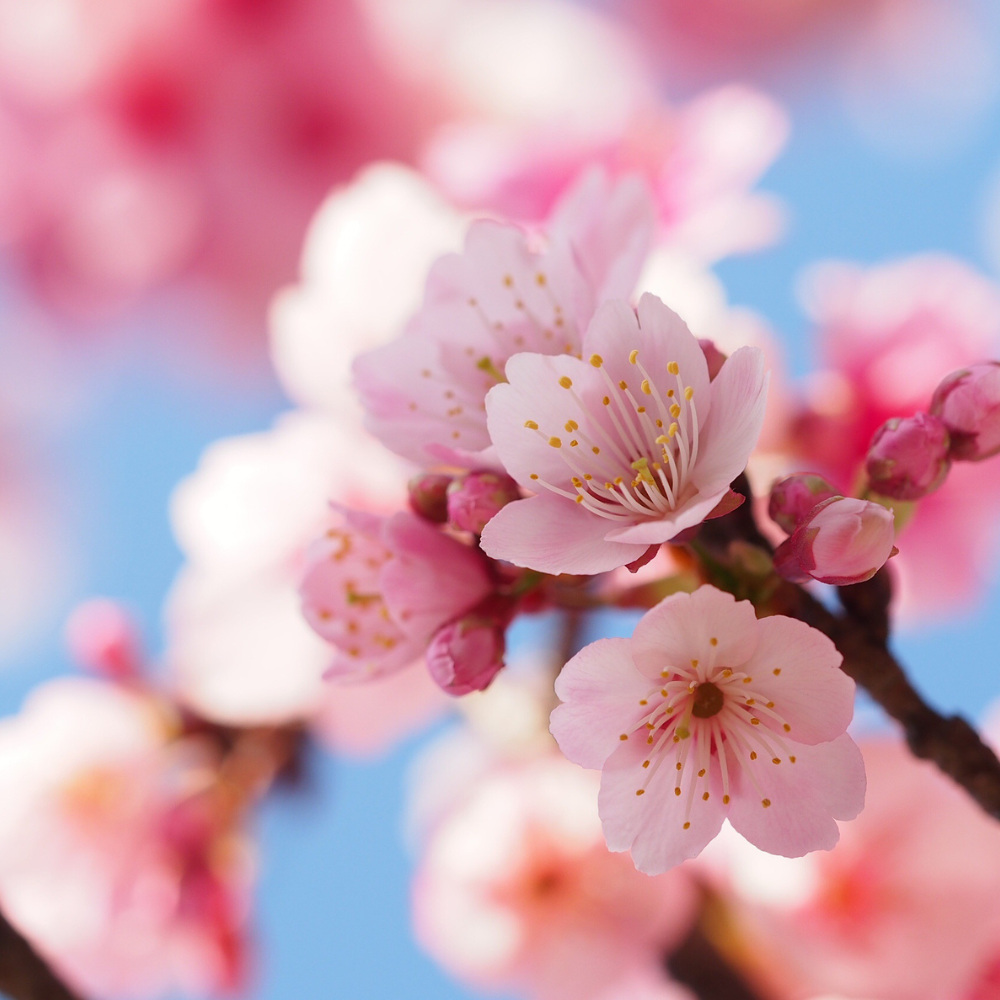 //everythingplants.co.uk/cdn/shop/files/xCherryTheBrideTree1_3e4fbe27-236c-4cf0-8829-e2b88cb30a79.png?v=1756826117