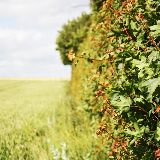Coastal Mixed Native Hedging Pot Grown. For seasonal/pre-order availability and pricing, call 0330 236 7330.