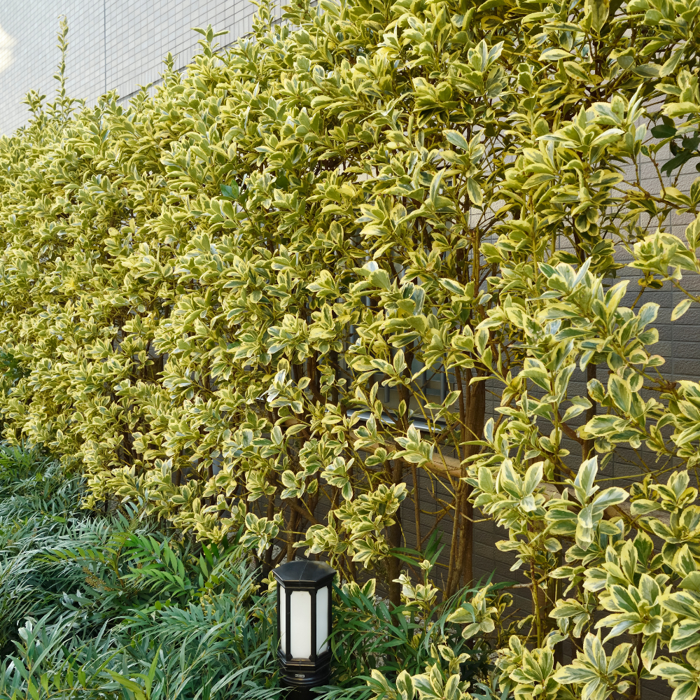 //everythingplants.co.uk/cdn/shop/files/xColourfulMixedNativeHedging1_23f0a34f-2db7-458d-8404-5f8ccb7325ab.png?v=1756399910