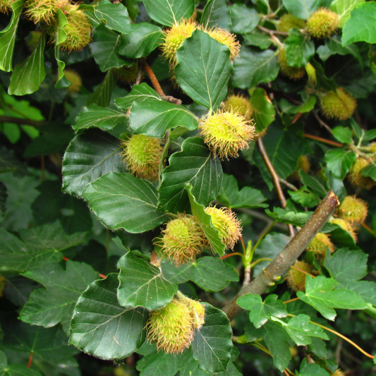 Common Beech Pleached Tree Pot Grown 55L 200/225 Stem Girth 12/14 Frame 120x120 (x4) Multi-deal