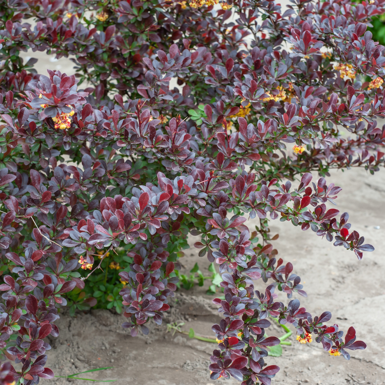 Compact Japanese Barberry Pot Grown 2L 20/40cm (x50) Multi-deal
