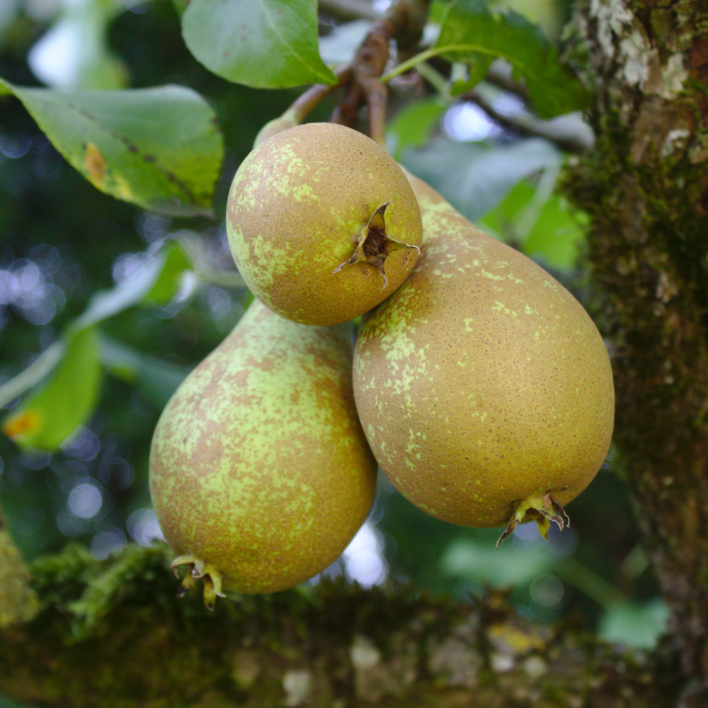 //everythingplants.co.uk/cdn/shop/files/xConferencePearTree1_c58c8a94-9747-450c-9a3c-3b505a27633d.png?v=1755267840