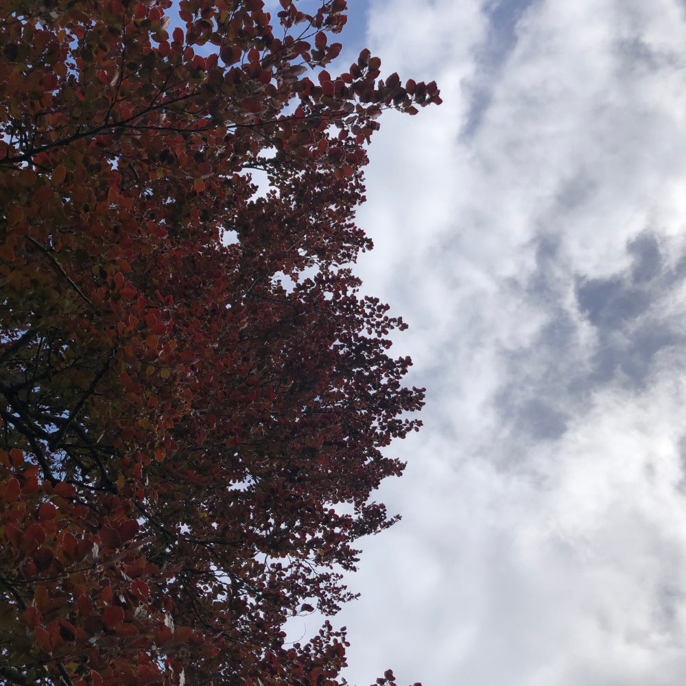 //everythingplants.co.uk/cdn/shop/files/xCopperBeechPleachedTree1_408a9b65-cc87-488f-ac29-02e1f22e9f3a.png?v=1755270493
