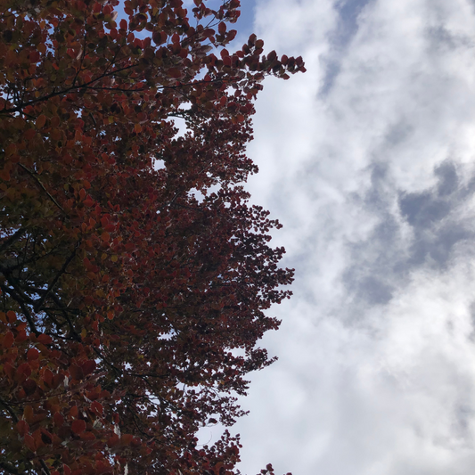 Copper Beech Pleached Tree Pot Grown 55L 200/225cm Stem Girth 12/14 Frame 120x120
