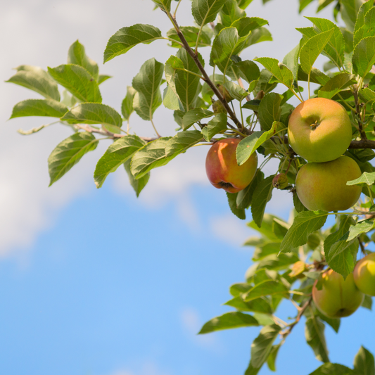 Cox Orange Pippen Apple Fruit Tree Pot Grown 7.5L 125/150cm