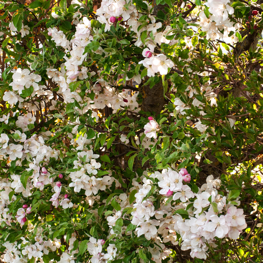 Crab Apple hedging Bare root 60/80 (x250) Multi-deal (Pre-order for Nov 2025)
