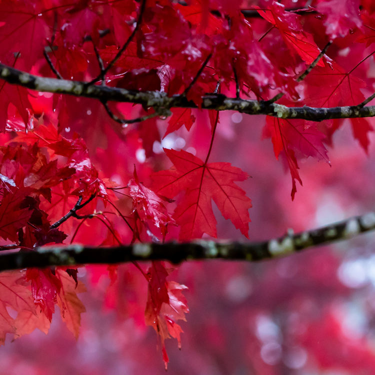 Crimson King Maple Ornamental Tree Pot Grown 20L 8/10 Girth (x8) Multi-deal