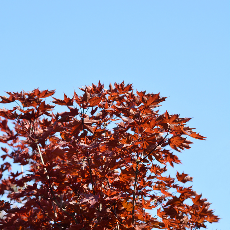 Crimson Sentry Norway Maple Ornamental Tree Bare root 150/175 (x50) Multi-deal (Pre-order for Nov 2025)