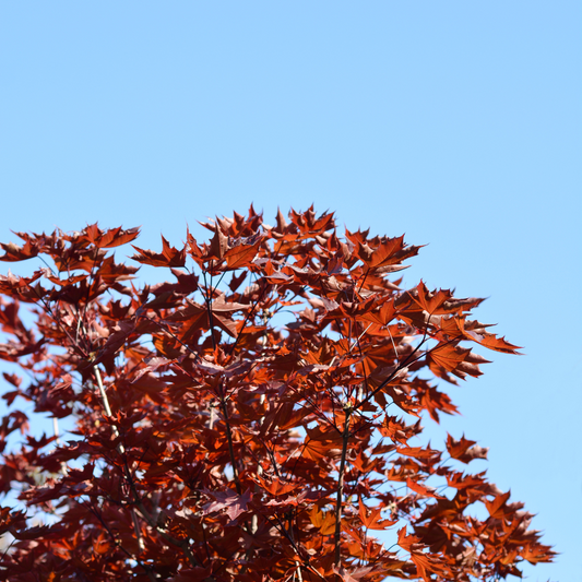 Crimson Sentry Norway Maple Ornamental Tree Pot Grown 10L 1/2 Std (x14) Multi-deal