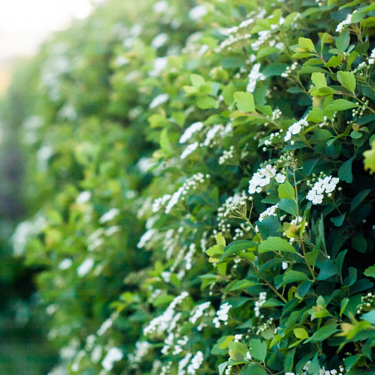 Daisy Bush Pot Grown 5L 20/40cm (x40) Multi-deal