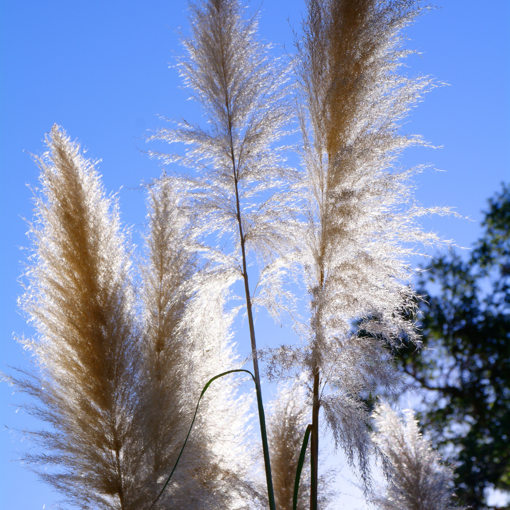 //everythingplants.co.uk/cdn/shop/files/xDanceWithMeMaidenGrass1_b070f2d9-bcca-4ecc-a82f-657206d82f3e.png?v=1755015539