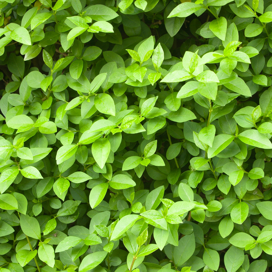 Delavay Privet Italian Plants Pot Grown 18L 1/2 Std (x8) Multi-deal