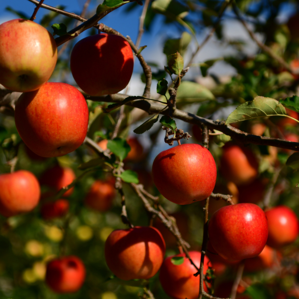 //everythingplants.co.uk/cdn/shop/files/xDiscoveryAppleTree1_1e0bafef-5652-4d5a-b4f1-aa7a8bb9c8cc.png?v=1755015448