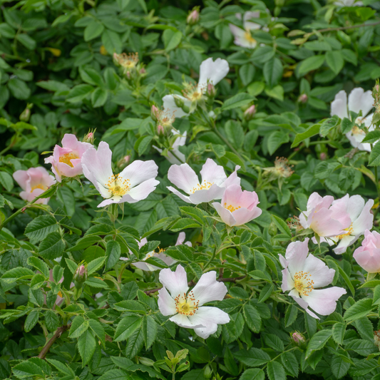 Dog Rose hedging Bare root 60/80 (x100) Multi-deal (Pre-order for Nov 2025)