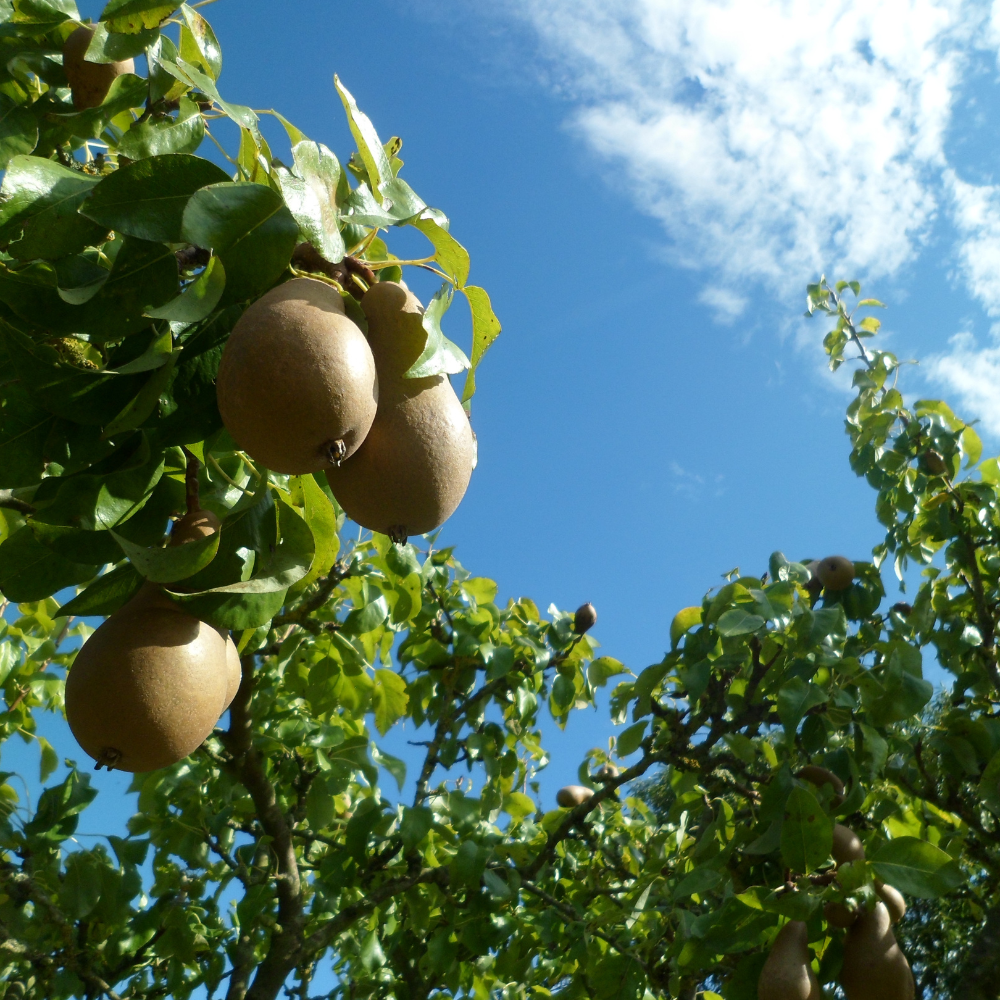 //everythingplants.co.uk/cdn/shop/files/xDoyenneDuComicePearTree1_b05532fb-d9df-4c91-a022-81c8f9087f2c.png?v=1755267858