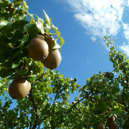 Doyenne du Comice Pear Fruit Tree Pot Grown 10L 1/2 Std