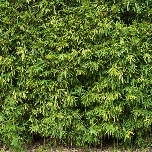 Dragon Head Bamboo Pot Grown 5L 40/60