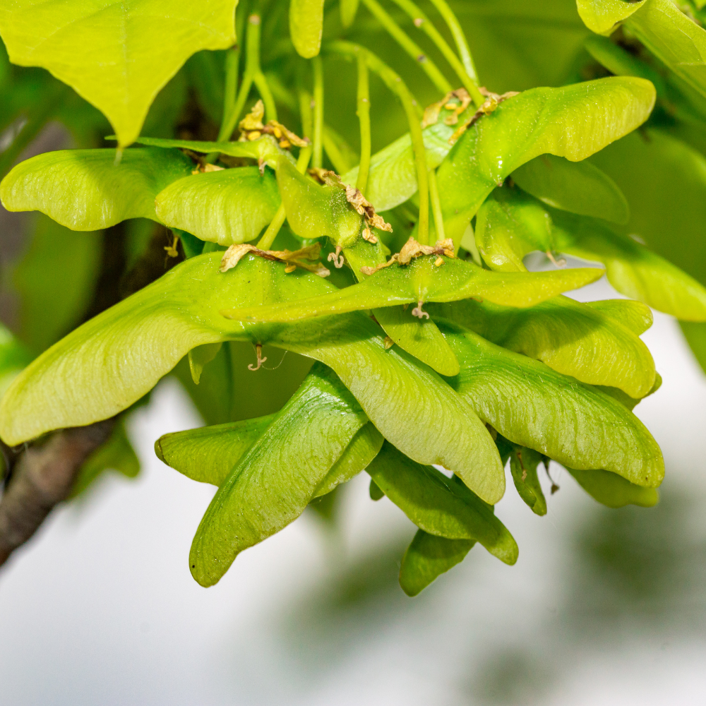 //everythingplants.co.uk/cdn/shop/files/xDrummondNorwayMapleTree1_9a63f4d1-5b97-44b4-b573-c2eee06bfc19.png?v=1755267859