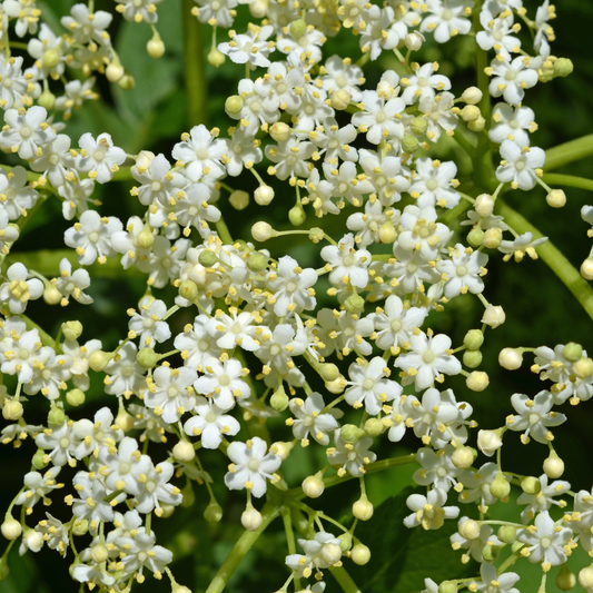 Elder Pot Grown 5L 60/80