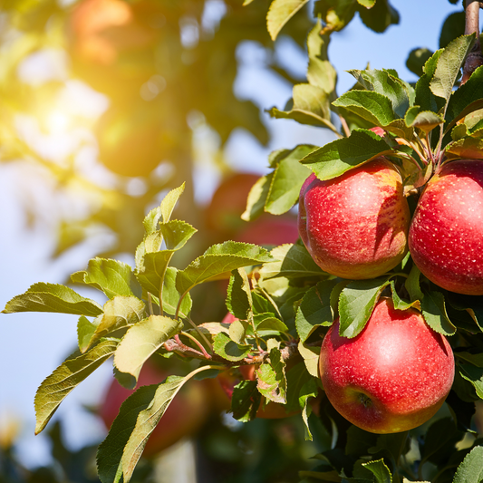 Elstar Apple Fruit Tree Pot Grown. For seasonal/pre-order availability and pricing, call 0330 236 7330.