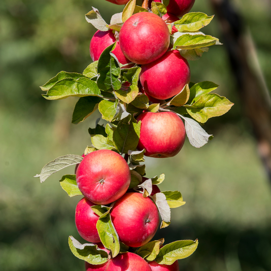 Elstar Apple Fruit Tree Malus Domestica Elstar elstar-apple-fruit-tree-malus-domestica-elstar