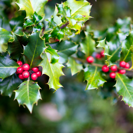 English Holly Pot Grown 5L 60/80