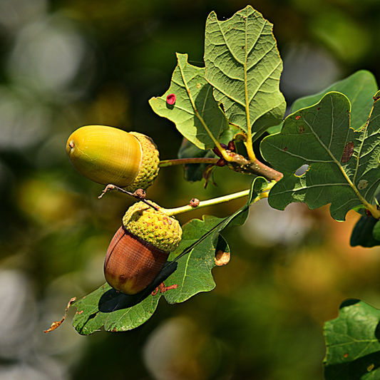 English Oak  Ornamental Tree Pot Grown. For seasonal/pre-order availability and pricing, call 0330 236 7330.
