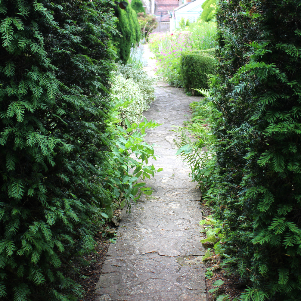 //everythingplants.co.uk/cdn/shop/files/xEnglishYewHedge1_49b13d20-e861-46d0-ad21-b96f0bd1748e.png?v=1755014791