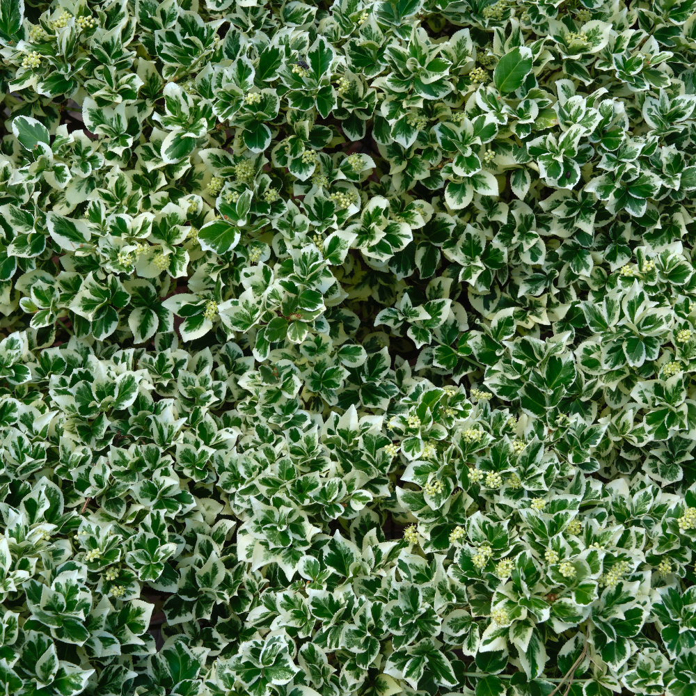 //everythingplants.co.uk/cdn/shop/files/xEuonymusFortunei_Emerald_Gaiety_Hedge1_a5b07f2d-5f9e-40f6-8c4d-c9fe98e1c58e.png?v=1756826192