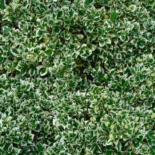 Euonymus fortunei 'Emerald Gaiety' Pot Grown 2L 20/30 (x50) Multi-deal