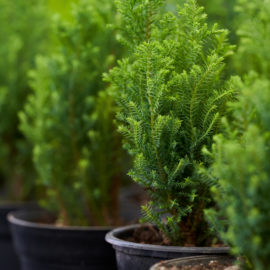 European Black Pine Ornamental Tree Pot Grown 10L 60/80