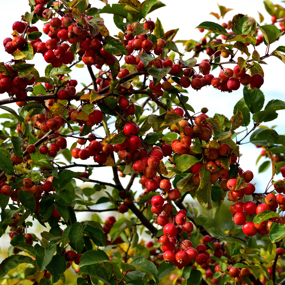 //everythingplants.co.uk/cdn/shop/files/xEveresteCrabApplePleachedTree1_e57f7762-7d1c-4d0d-a1df-a8e941c048b2.png?v=1755270496
