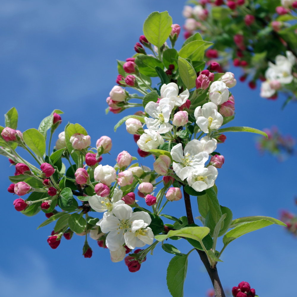 //everythingplants.co.uk/cdn/shop/files/xEveresteCrabAppleTree1_b1105bce-cdea-4359-a884-8fe159c9aaab.png?v=1755014494
